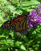 Monarch on Butterfly bush.