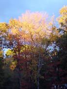 Picture of trees with fall leaves colored in yellow, orange, and red with a blue sky in the background.